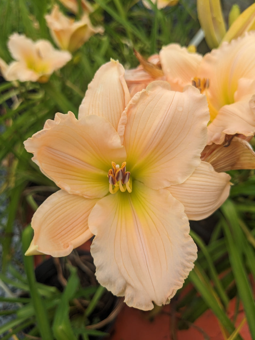 Daylily, Mini Pearl #1