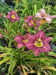 Daylily, Little Grapette #1