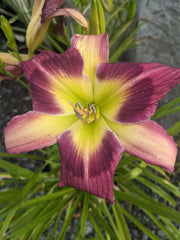 Daylily, Magic Dancer #1