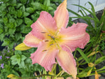 Load image into Gallery viewer, Daylily, Fairy Tail Pink #1
