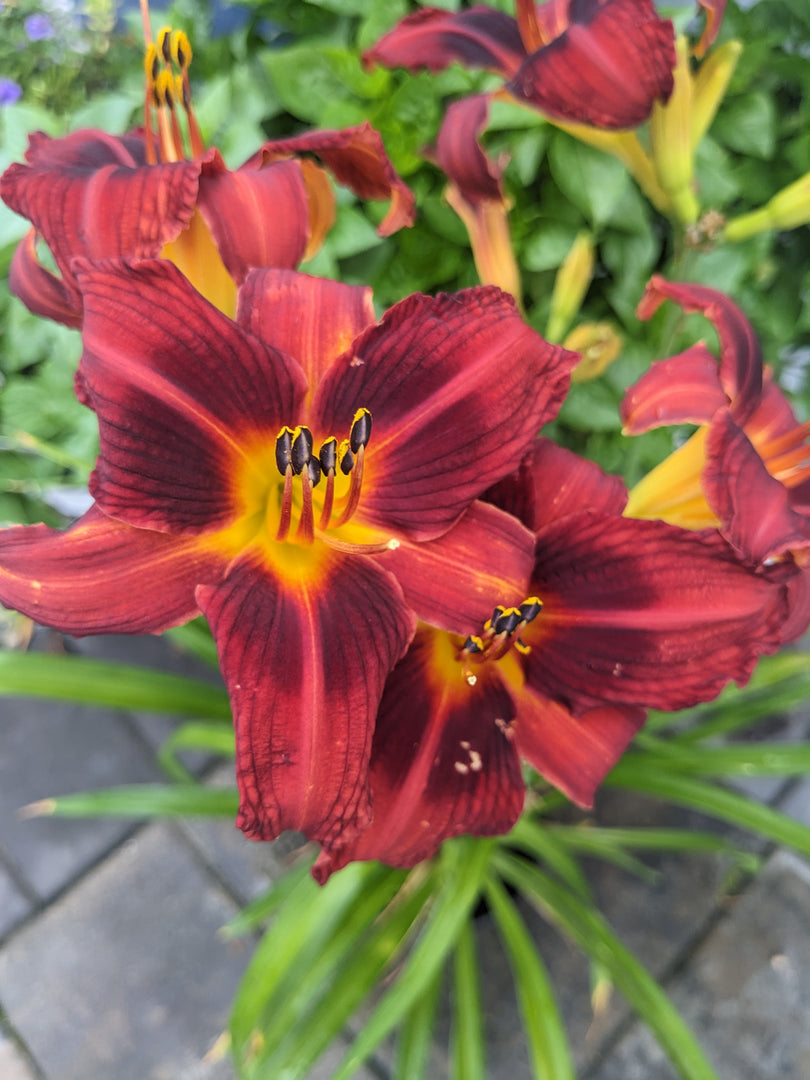 Daylily, Chicago Blackout #1