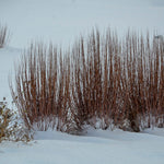 Load image into Gallery viewer, Little Bluestem Grass, Prairie Winds Blue Paradise #1