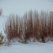 Little Bluestem Grass, Prairie Winds Blue Paradise #1