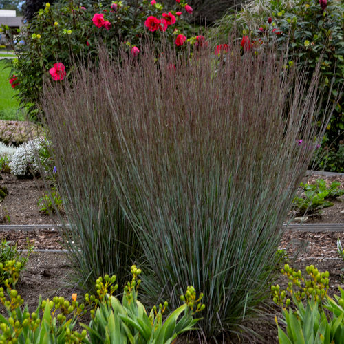 Little Bluestem Grass, Prairie Winds Blue Paradise #1