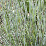 Load image into Gallery viewer, Little Bluestem Grass, Prairie Winds  Brush Strokes #1