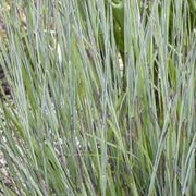 Little Bluestem Grass, Prairie Winds  Brush Strokes #1