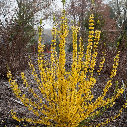 Forsythia, Show Off Starlet #3