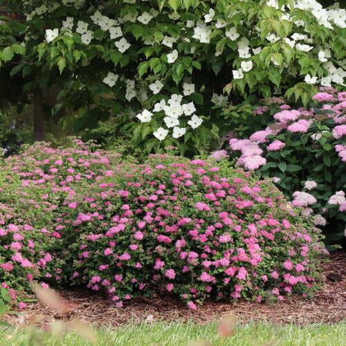Spiraea, Double Play Princess #3