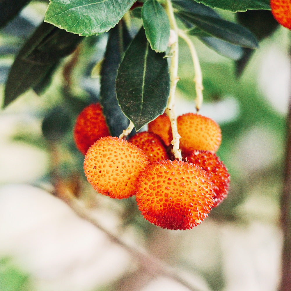 Strawberry Tree, Compact #10