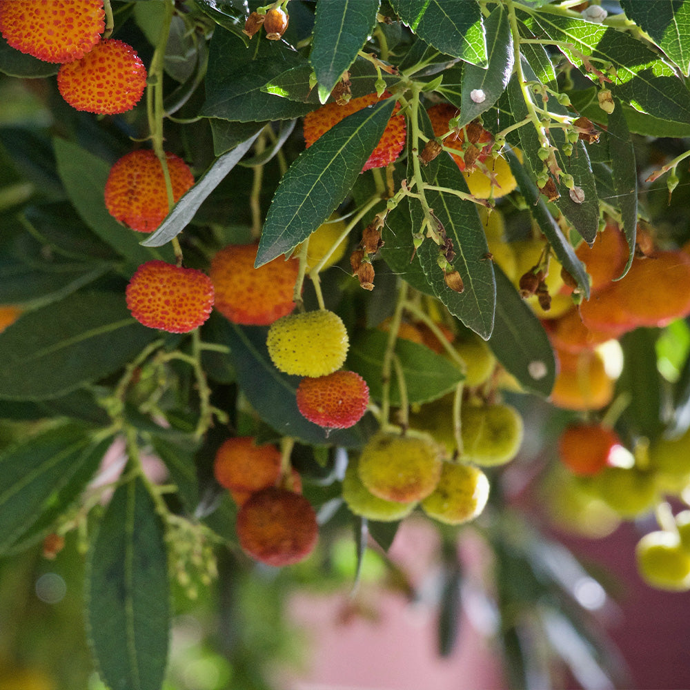 Strawberry Tree, Compact #10