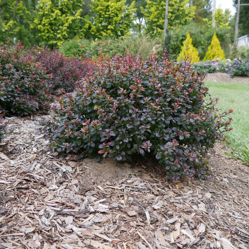 Barberry, Sunjoy Todo #3