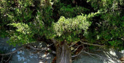 Eastern Red Cedar