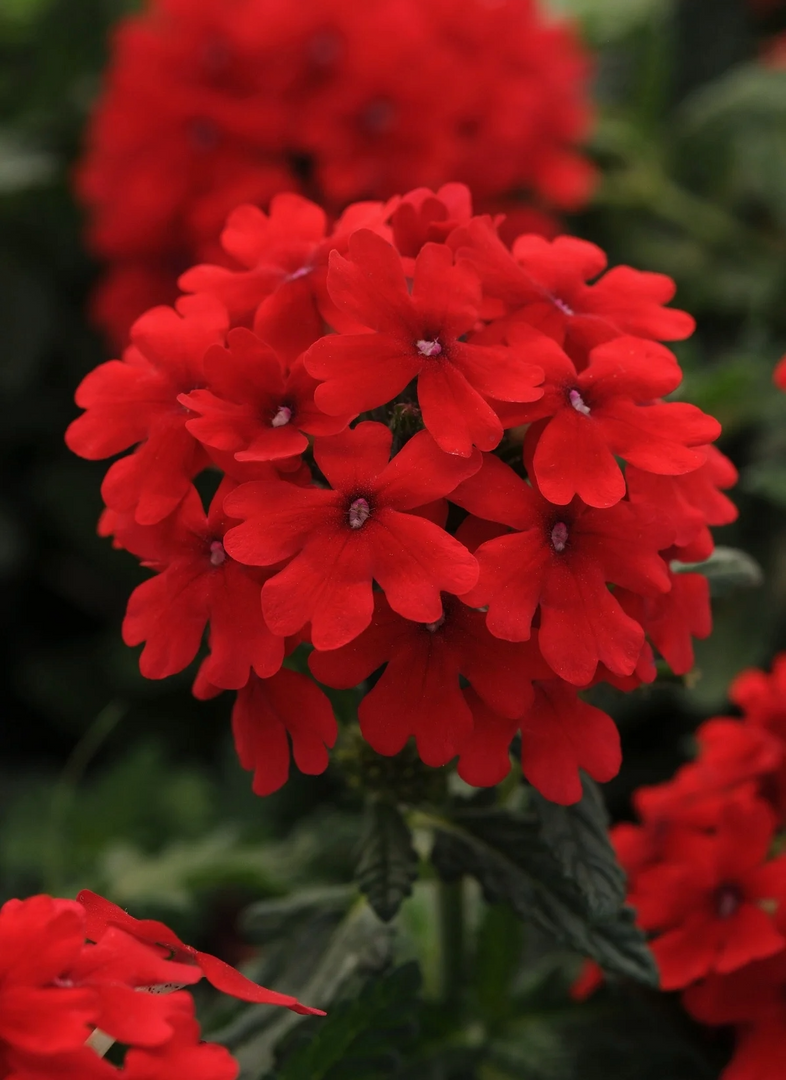 Verbena, EnduraScape Red Improved #1