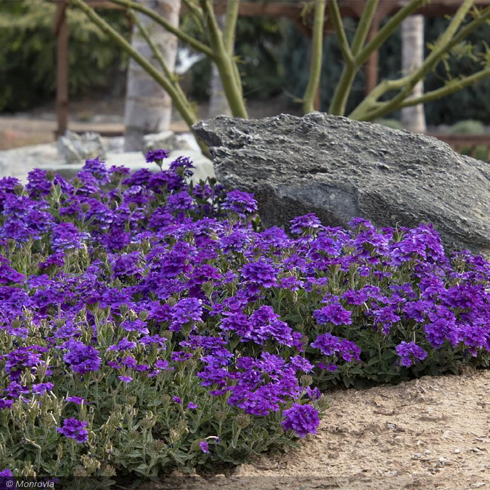 Verbena, EnduraScape Dark Purple #1