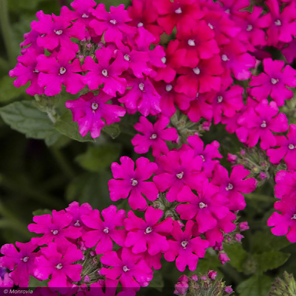 Verbena, EnduraScape Magenta #1